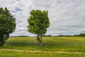 agricultural landscape in Poland on a summer day photo