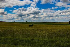 agricultural landscape in Poland on a summer day photo