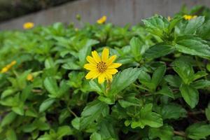 Small yellow flower with green leaves in the garden photo