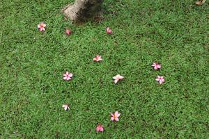 Frangipani flowers falling on the grass in the garden photo