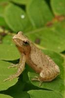 spring peeper frog photo