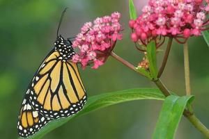 monarca mariposa en pantano algodoncillo foto