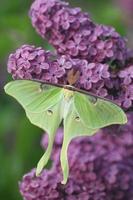 luna moth on lilacs photo
