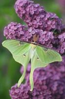 luna moth on lilacs photo