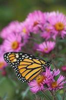 monarch butterfly on new england aster photo