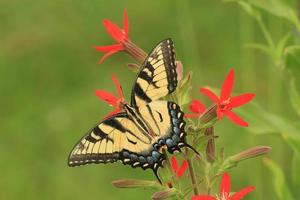 oriental Tigre cola de golondrina mariposa en mosca foto