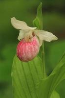 showy lady slipper orchid photo