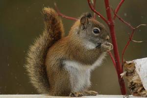 red squirrel in winter photo