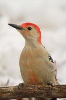 rojo vientre pájaro carpintero en el nieve foto