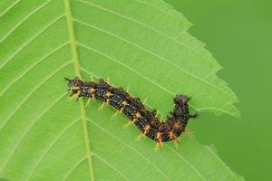 question mark butterfly caterpillar photo