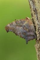 question mark butterfly photo