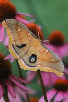 polyphemus moth on coneflowers photo