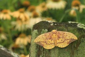 imperial moth on post photo