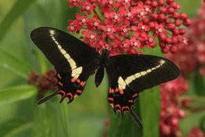 papilio hectorides swallowtail butterfly photo
