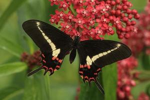 papilio hectorides cola de golondrina mariposa foto