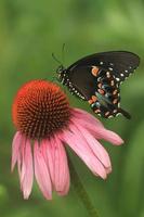 arbusto de especias cola de golondrina mariposa en púrpura coneflower foto