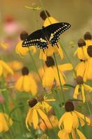 negro cola de golondrina mariposa en amarillo coneflower foto