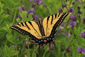 two tailed swallowtail and lupines photo