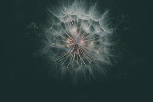 summer dandelion in close-up on a dark background photo