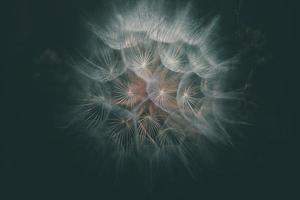 summer dandelion in close-up on a dark background photo