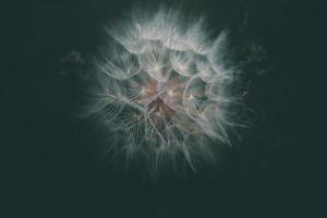 summer dandelion in close-up on a dark background photo