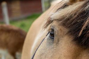 large brown horse eye close-up photo