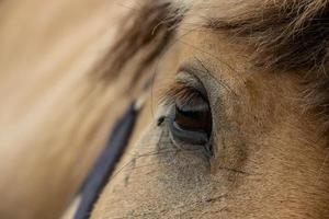 large brown horse eye close-up photo