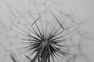 summer dandelion in close-up on a light background photo