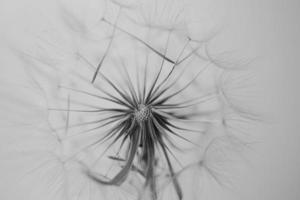 summer dandelion in close-up on a light background photo