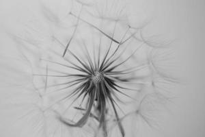 summer dandelion in close-up on a light background photo