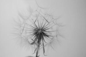 summer dandelion in close-up on a light background photo