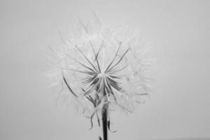 summer dandelion in close-up on a light background photo