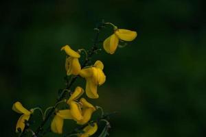 yellow flowering bush in close-up photo