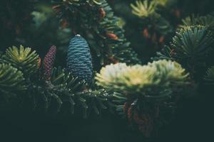 blue pine cone on the branch of conifer in close-up photo