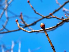 Chestnut tree twig with new green buds. Latin name Aesculus hippocastanum L. photo