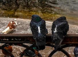 linda Pareja de palomas peleó ordinario ciudad palomas columba livia sentar en un cerca cerca un estanque. animales en el ciudad. foto