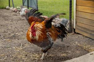 colorful rooster in a free range outdoor farm photo