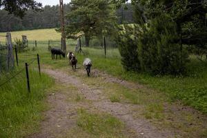 goat walking loosely around the farm on a summer day photo