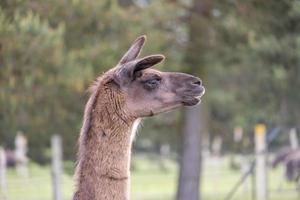 head portrait of a brown llama outdoors photo