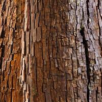 Close-up of chestnut bark. Background from living wood. Skin of the forest nature. Image created with . photo