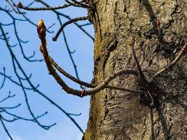 Chestnut tree twig with new green buds. Latin name Aesculus hippocastanum L. photo