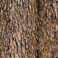 de cerca de castaña ladrar. antecedentes desde vivo madera. piel de el bosque naturaleza. imagen creado con generativo ai. foto