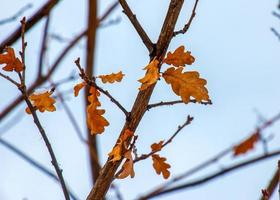 Quercus iberica is a deciduous tree native to the Caucasus. Georgian oak is a rather large tree growing up to 25 meters in height. photo