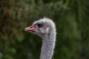 ostrich head in close-up against the backdrop of nature photo