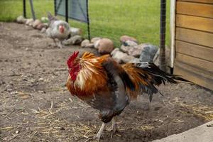 vistoso gallo en un gratis rango al aire libre granja foto