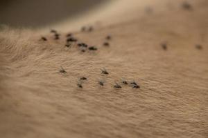 flies walking on the horse's beige hair in close-up photo