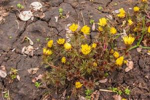 Yellow pheasant's eye or Adonis vernalis flower in nature at spring photo