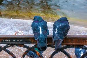 Cute couple of pigeons quarreled. Ordinary city pigeons Columba livia sit on a fence near a pond. Animals in the city. photo