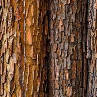 Close-up of chestnut bark. Background from living wood. Skin of the forest nature. Image created with . photo