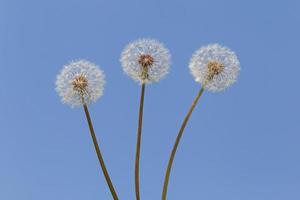 three blowballs against blue sky photo